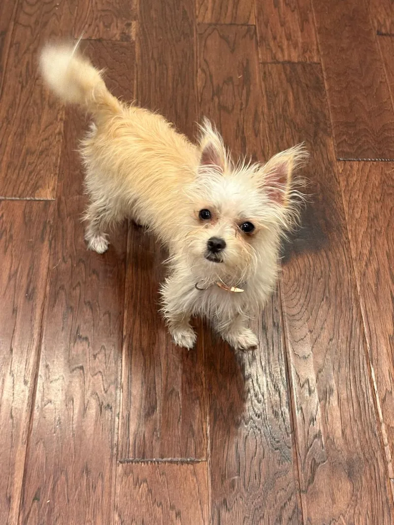 A baby small-sized male White / Cream Chorkie dog named Rock for adoption in Garland, TX