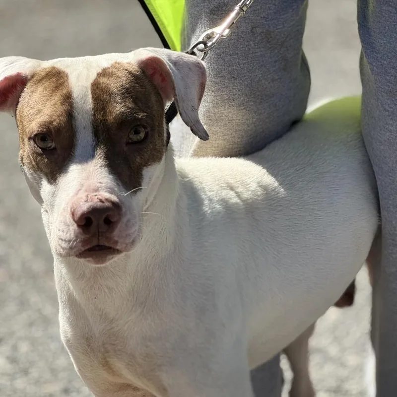 An adult medium-sized male Mixed Breed dog named Porter for adoption in Hamilton, GA