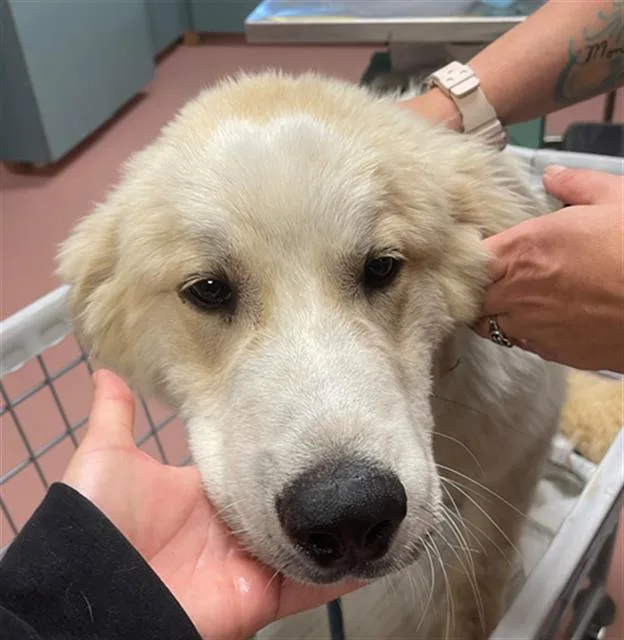 A young large-sized male Mixed Breed dog named Montgomery for adoption in Columbia, SC