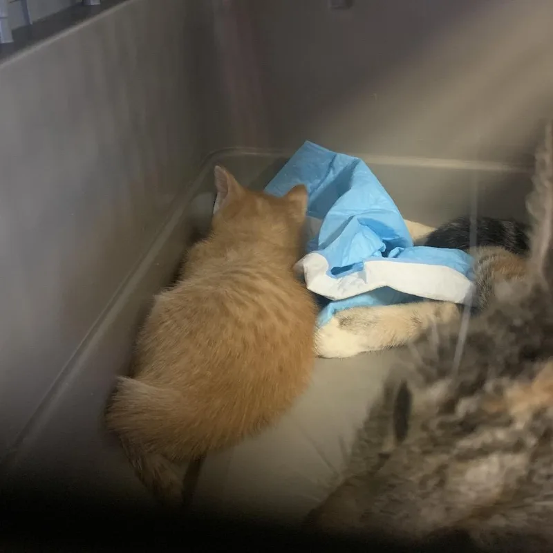 A baby small-sized female Orange / Red Domestic Short Hair cat named Pecan for adoption in West Palm Beach, FL