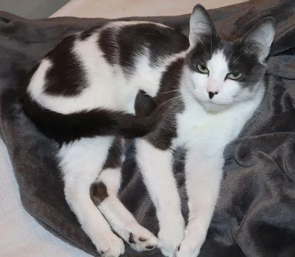 An adult small-sized female Domestic Short Hair cat named Laya for adoption in Seattle, WA
