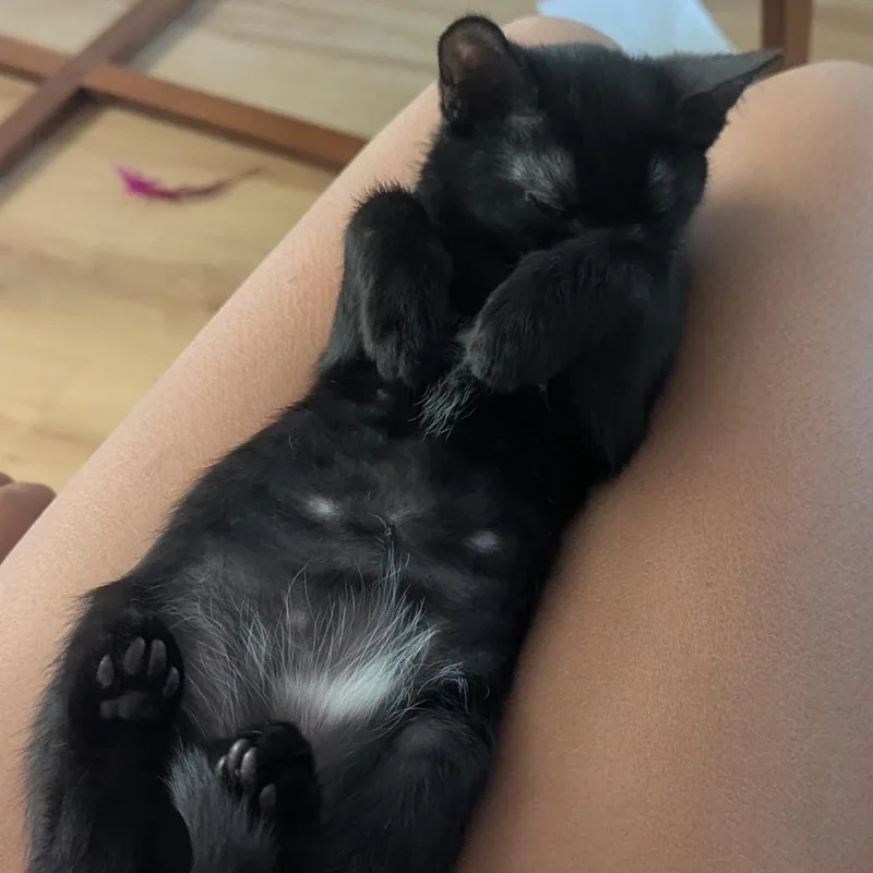 A baby small-sized female Black Domestic Short Hair cat named Souffle for adoption in Santa Rosa, CA