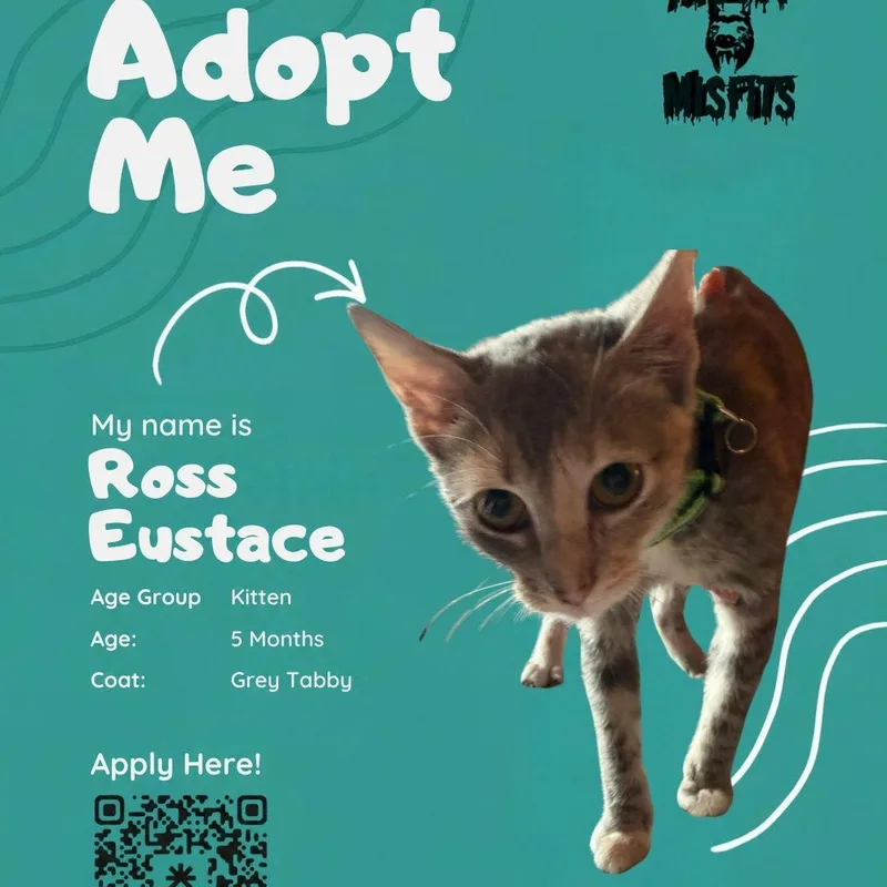A baby medium-sized male Tabby (Gray / Blue / Silver) Domestic Short Hair cat named Ross Eustace for adoption in Oklahoma City, OK