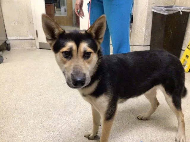 A young medium-sized female Shepherd dog named Tortilla for adoption in Riverside, CA