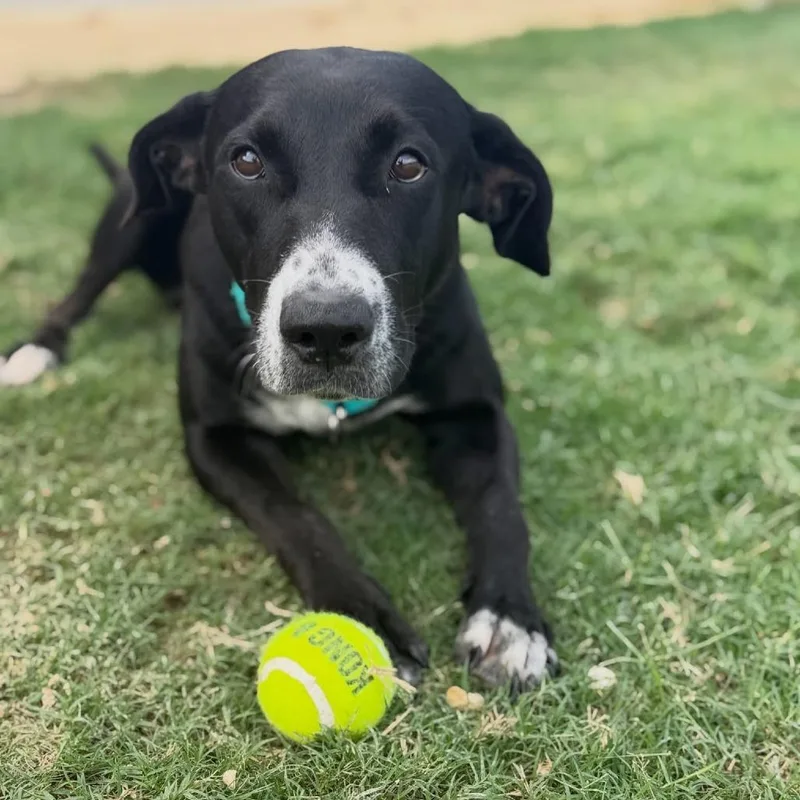 A young medium-sized female Black Mountain Cur dog named Clementine for adoption in Dripping Springs, TX