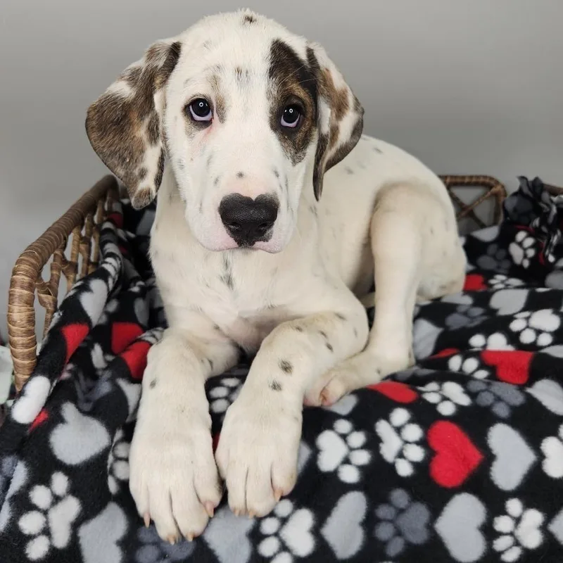 A baby medium-sized male White / Cream Dalmatian dog named Tracer for adoption in Fort Wayne, IN