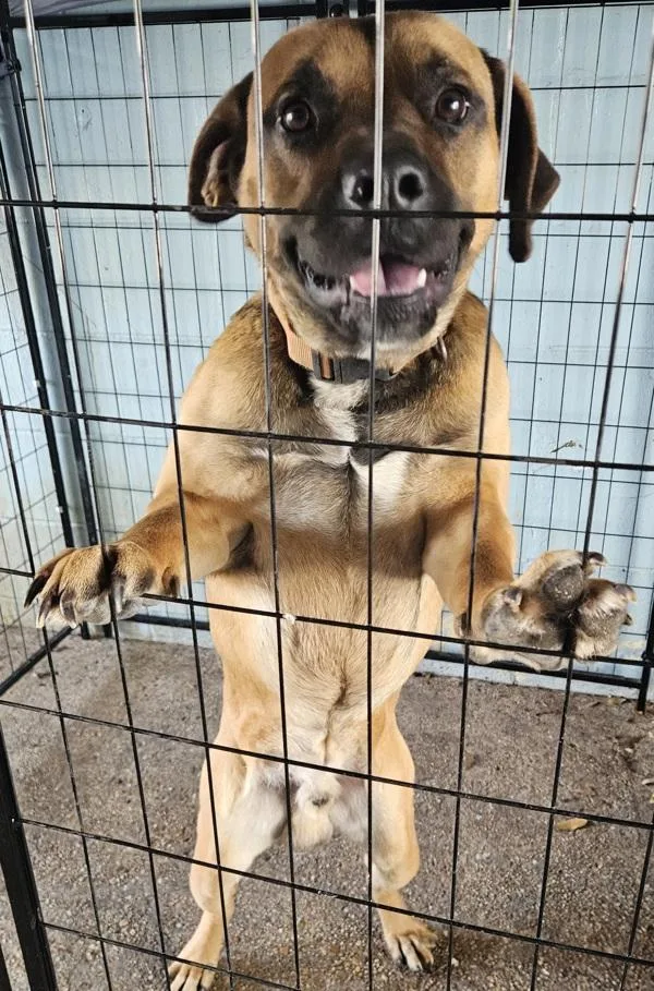 An adult large-sized male Mixed Breed dog named Horace for adoption in Mobile, AL