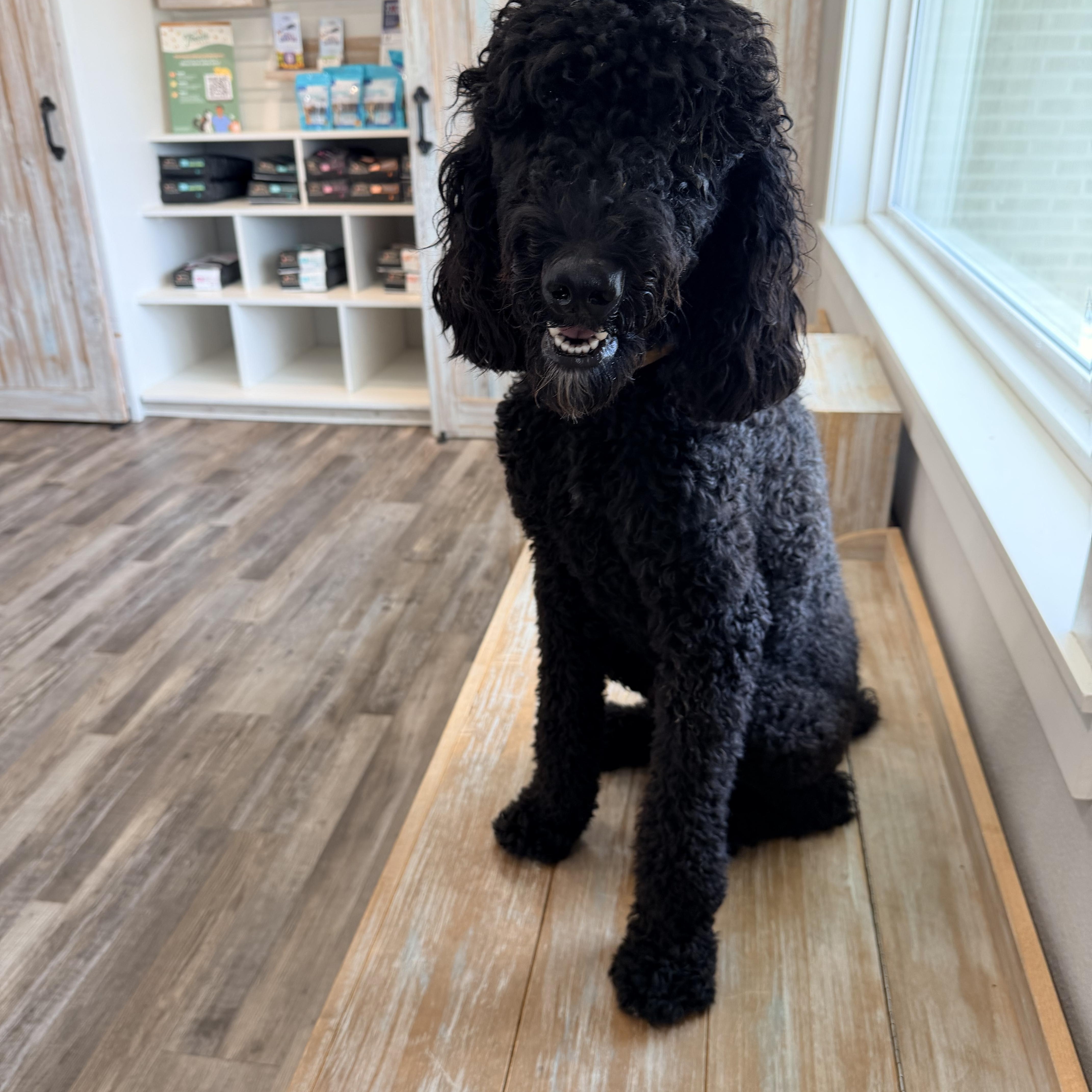An adult medium-sized male Black Standard Poodle dog named Cosmo for adoption in Baker, LA