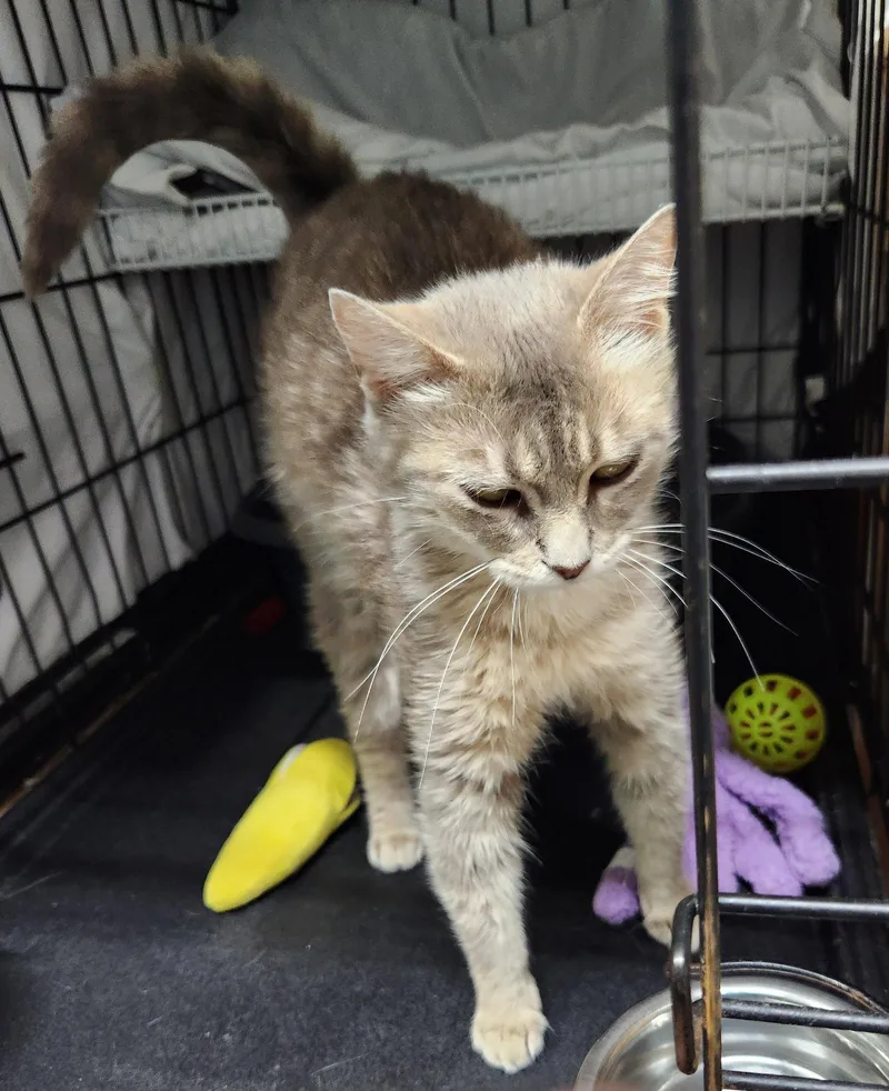 A young medium-sized female Domestic Short Hair cat named Denise for adoption in Crossville, TN
