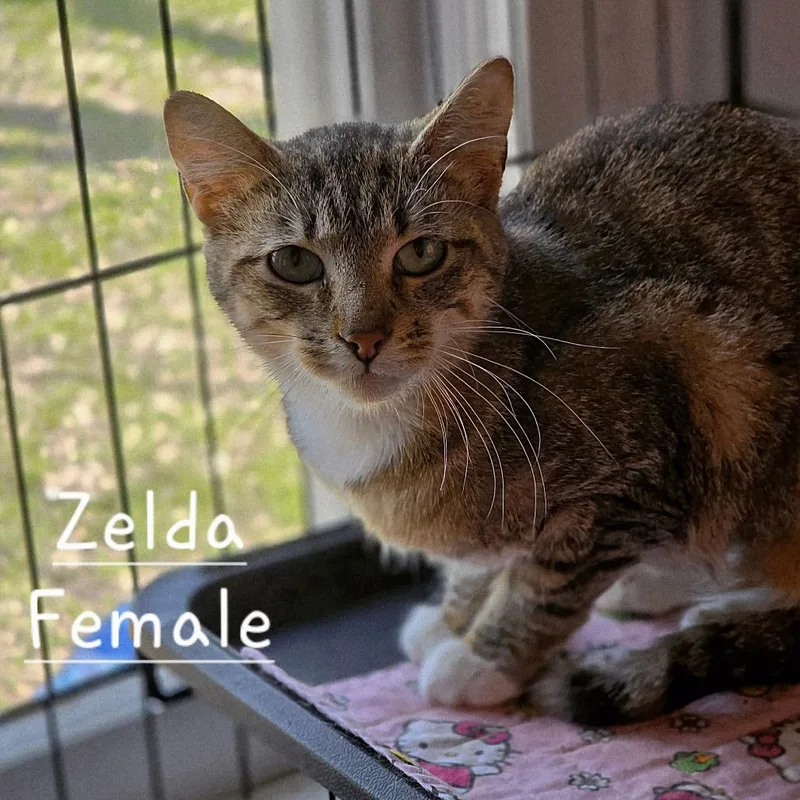 A baby medium-sized female Black Domestic Short Hair cat named Zelly for adoption in Austin, TX