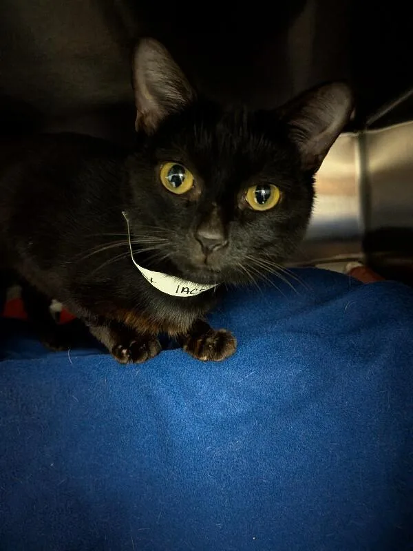 A young small-sized female Black Domestic Short Hair cat named Black Canary for adoption in Cincinnati, OH