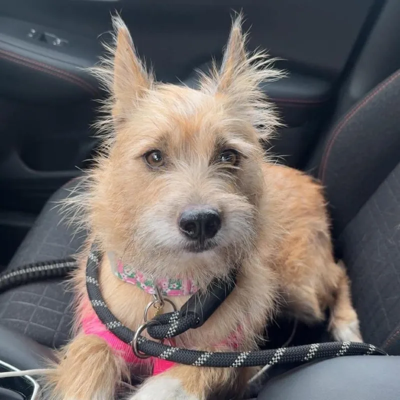 An adult medium-sized female Terrier dog named Bellatrix for adoption in Tampa, FL