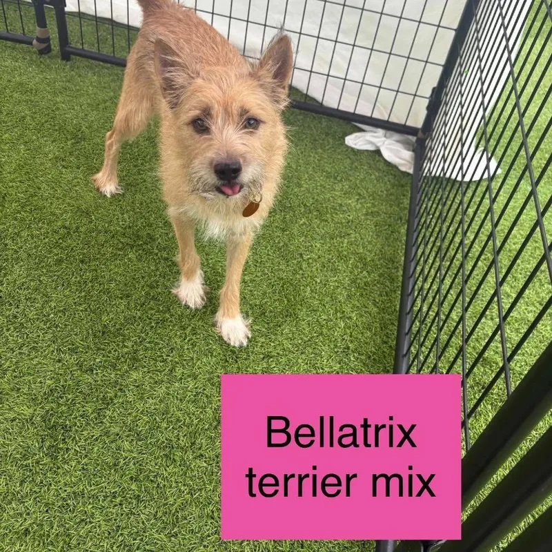 Bellatrix thumbnail 2