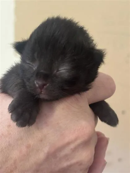 A baby small-sized male Domestic Short Hair cat named Luffy for adoption in West Chester, PA