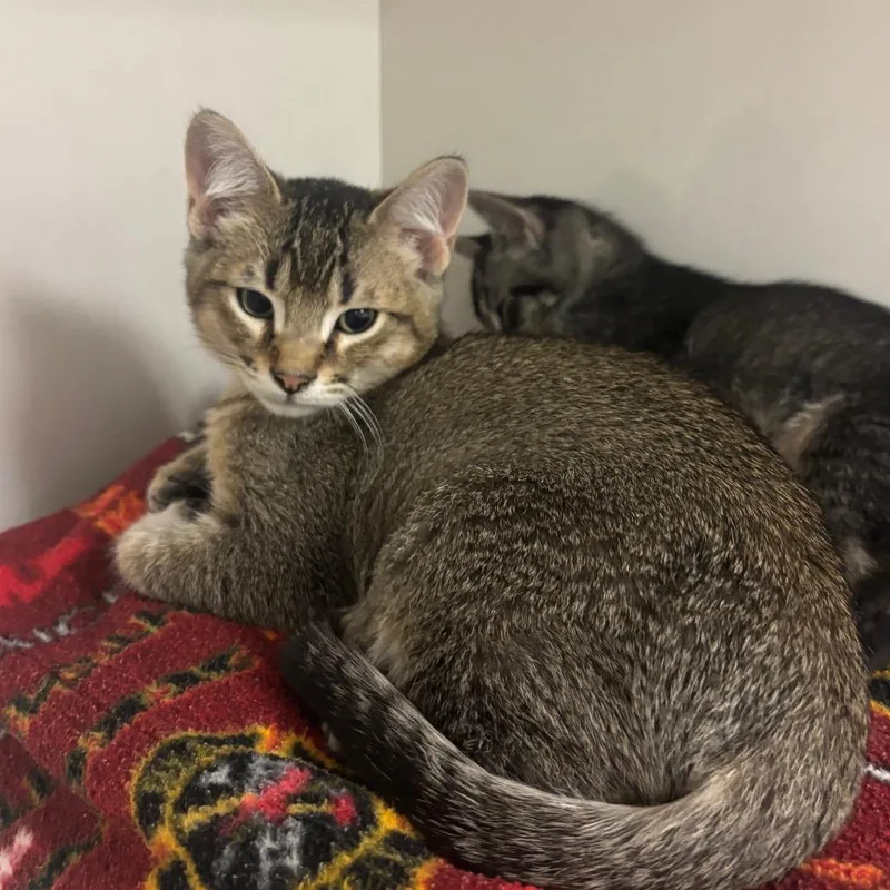 A baby small-sized male Brown / Chocolate Domestic Short Hair cat named Jackson for adoption in Redwood City, CA