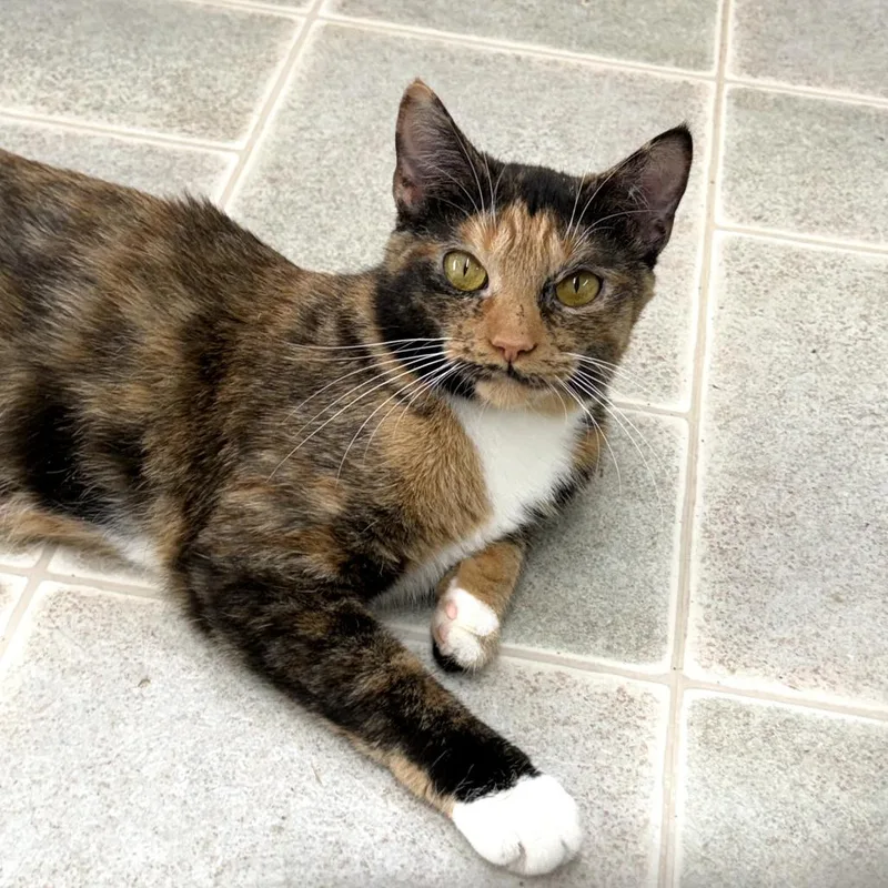 Cashmere thumbnail 2