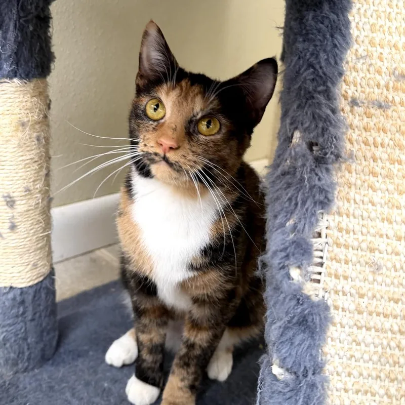 Cashmere thumbnail 3