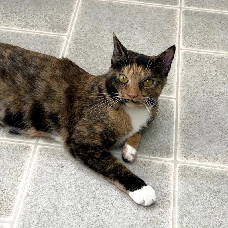 Cashmere thumbnail 4