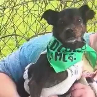 An adult small-sized male Black Mixed Breed dog named Nugget for adoption in Flintstone, MD