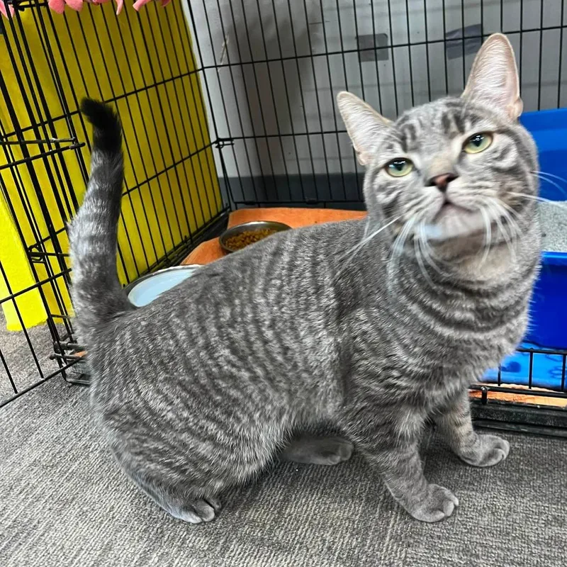 An adult medium-sized male Gray / Blue / Silver Domestic Short Hair cat named Earl for adoption in Hamburg, NY