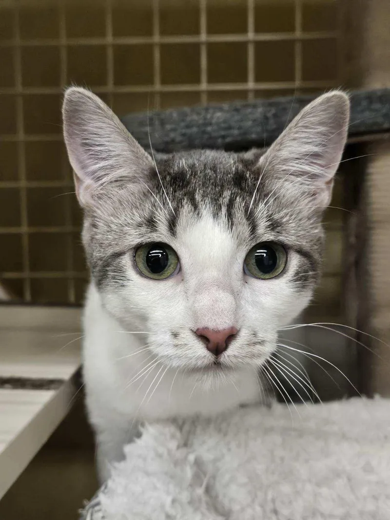A young medium-sized female Gray & White Domestic Short Hair cat named Sister for adoption in Fort Worth, TX