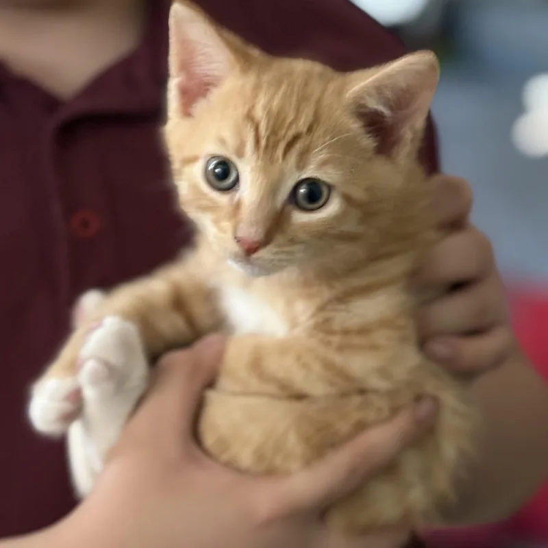 Tom & Jerry thumbnail 3