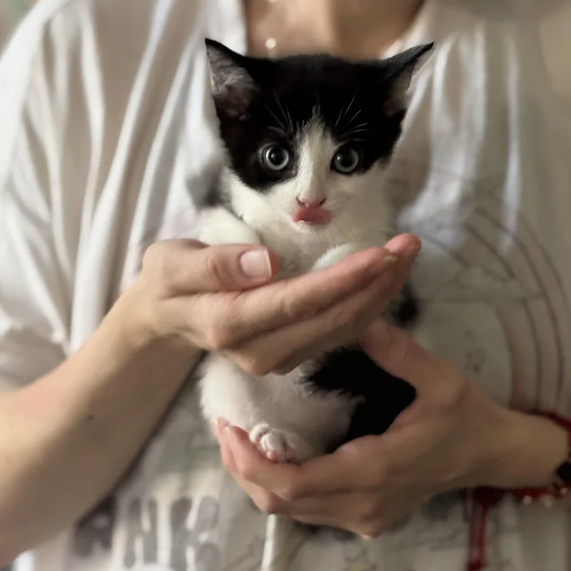 Tom & Jerry thumbnail 4