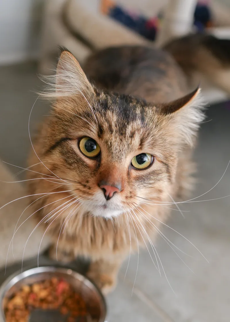 An adult medium-sized male Brown / Chocolate Domestic Long Hair cat named Scooter for adoption in Boise, ID