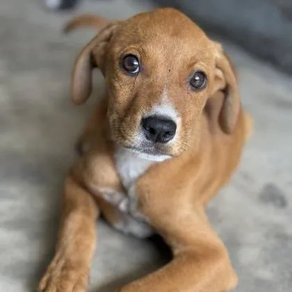 A young medium-sized female Hound dog named Diva for adoption in North Charleston, SC
