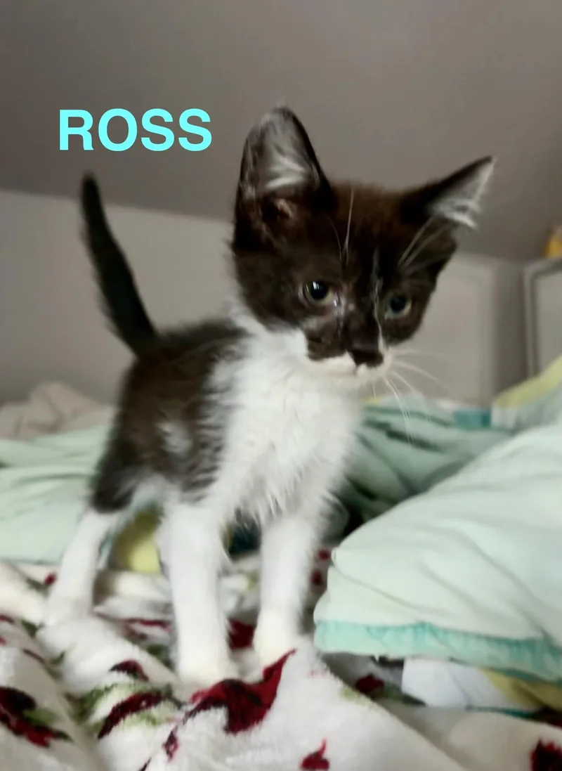 A young medium-sized male Gray & White Domestic Short Hair cat named Ross for adoption in Mount Pleasant, SC