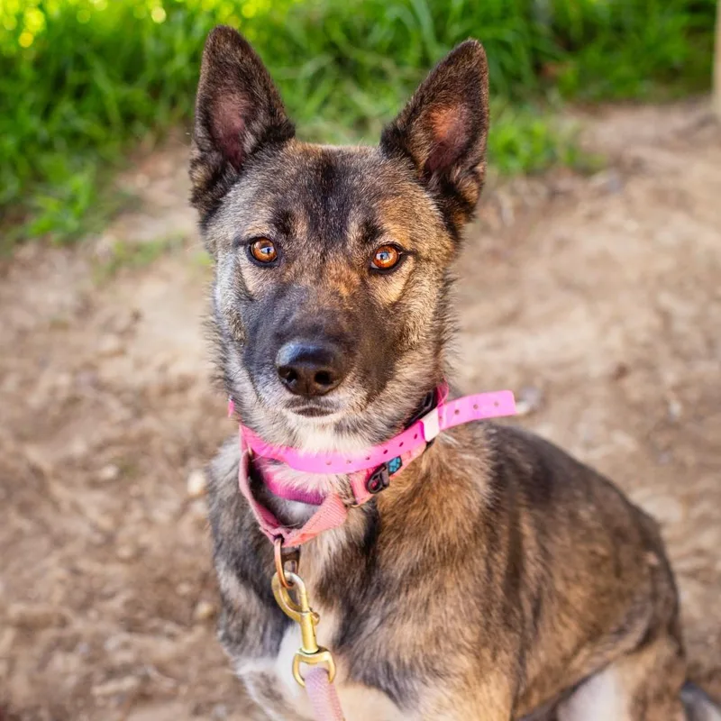 A young medium-sized female Black German Shepherd Dog dog named Yote for adoption in Hattiesburg, MS