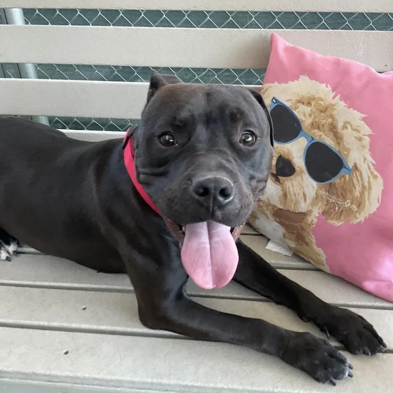 An adult medium-sized male Pit Bull Terrier dog named Sawyer for adoption in Henderson, NV