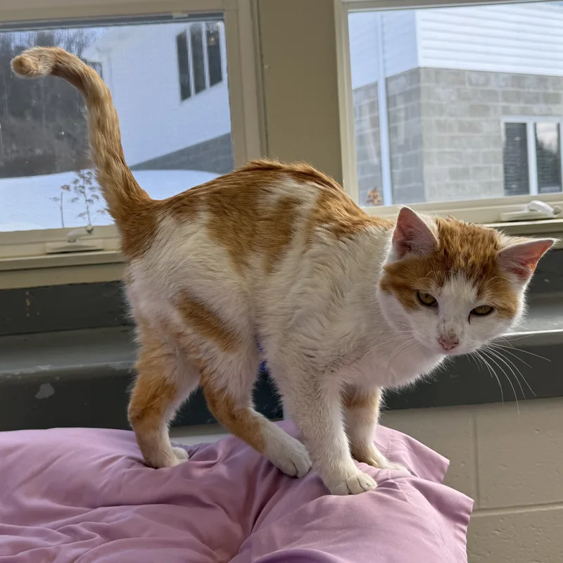 Creamsicle thumbnail 2