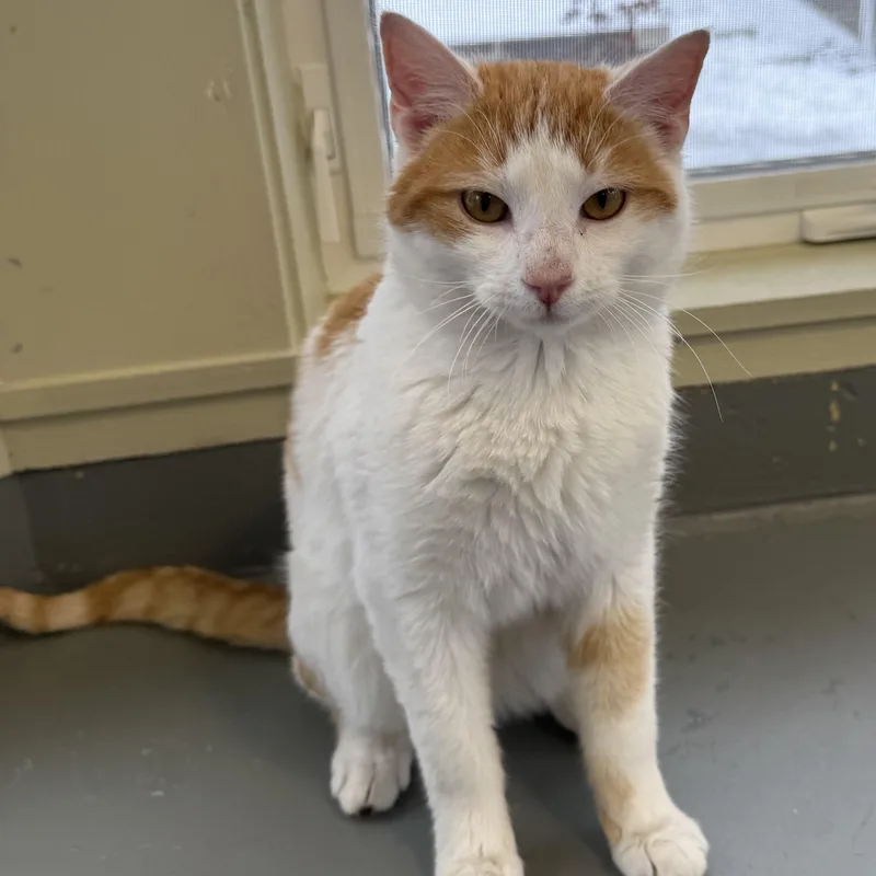 Creamsicle thumbnail 3