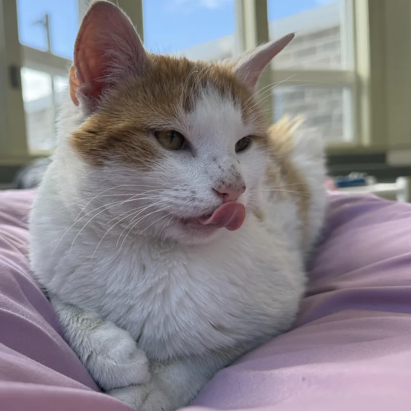 Creamsicle thumbnail 4