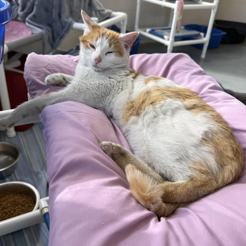 Creamsicle thumbnail 5