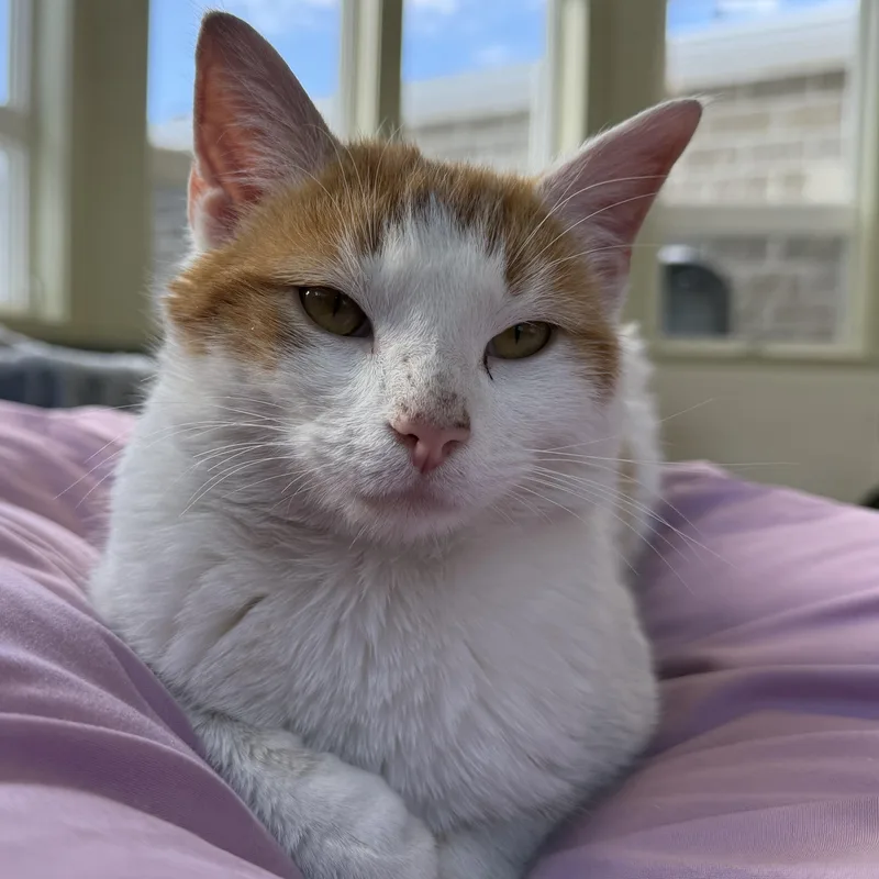 Creamsicle thumbnail 6