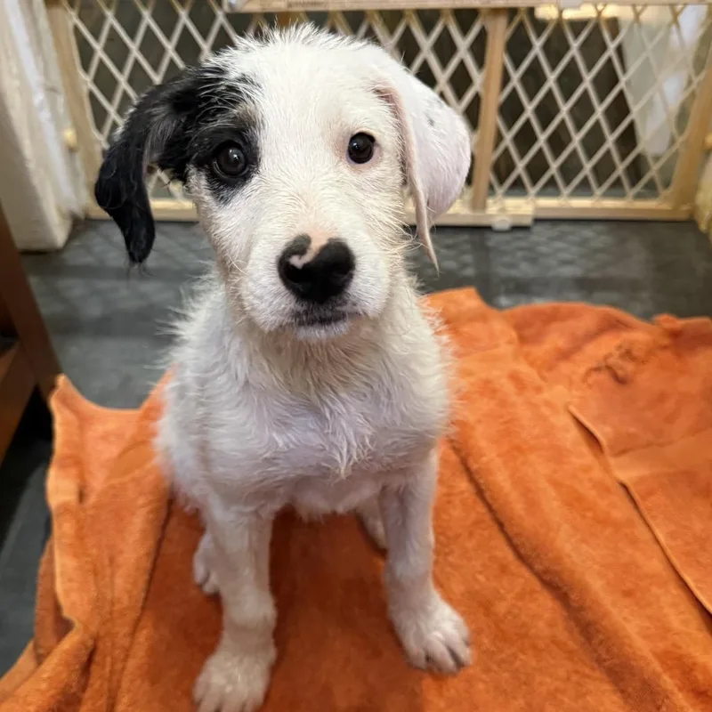 A baby medium-sized female White / Cream Terrier dog named Jellybean for adoption in Little Rock, AR