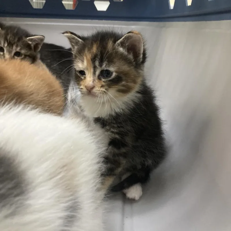 A baby small-sized female Calico Domestic Short Hair cat named Fresno for adoption in Galveston, TX