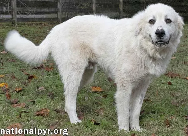 Ice In Tn  thumbnail 3