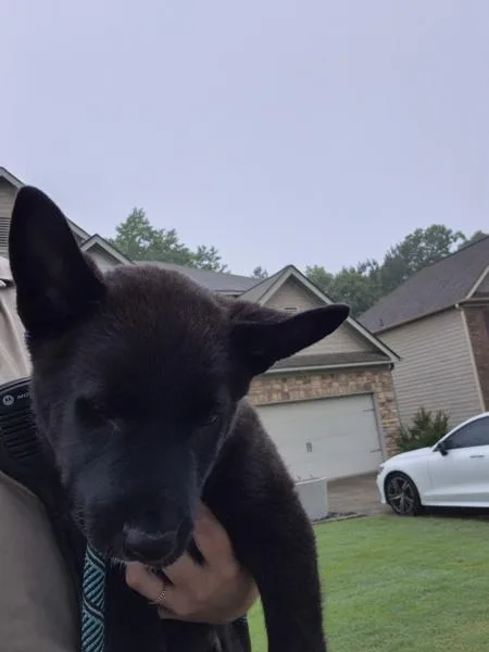 A baby small-sized male Shepherd dog named Pen Sheldon for adoption in Lawrenceville, GA