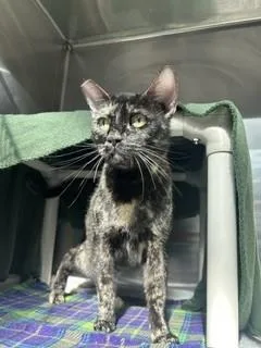 An adult medium-sized female Domestic Short Hair cat named 21 for adoption in Fort Lauderdale, FL