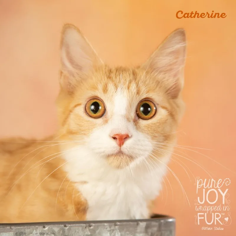 A young small-sized male Orange / Red Domestic Short Hair cat named Colin for adoption in Springfield, MO