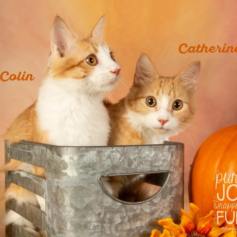 Colin thumbnail 2