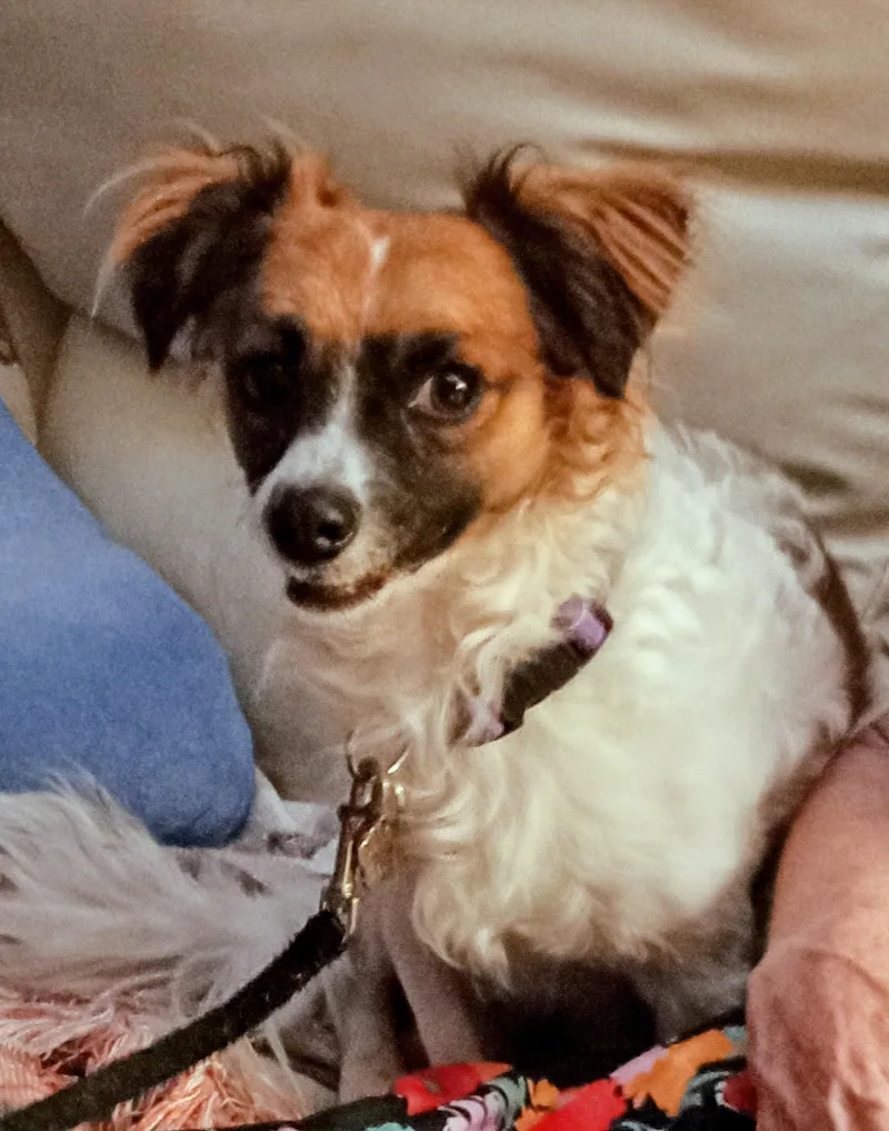 An adult small-sized male White / Cream Chihuahua dog named Toby for adoption in Albuquerque, NM