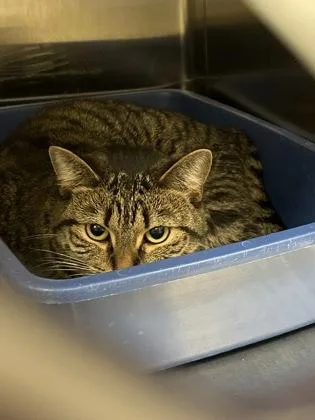 An adult medium-sized female Domestic Short Hair cat named Beanie for adoption in Fishers, IN