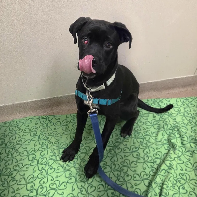 Jolenea Gentle  Loving thumbnail 2