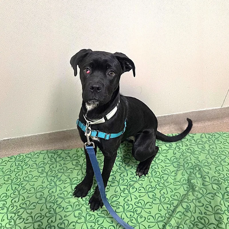 Jolenea Gentle  Loving thumbnail 3