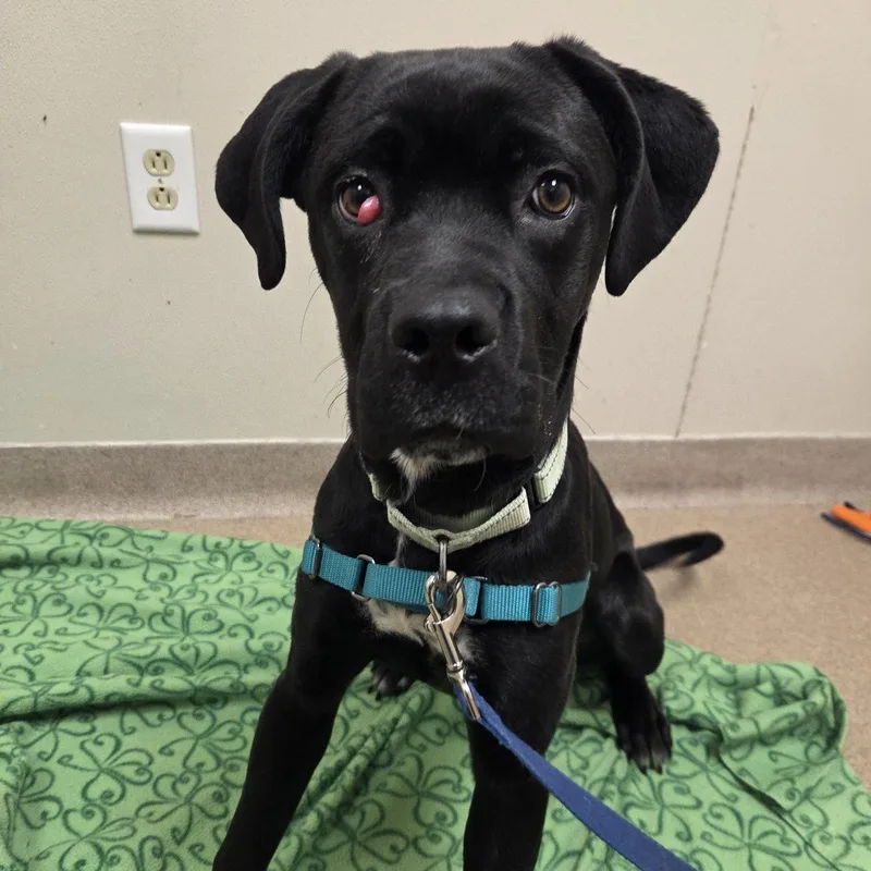 Jolenea Gentle  Loving