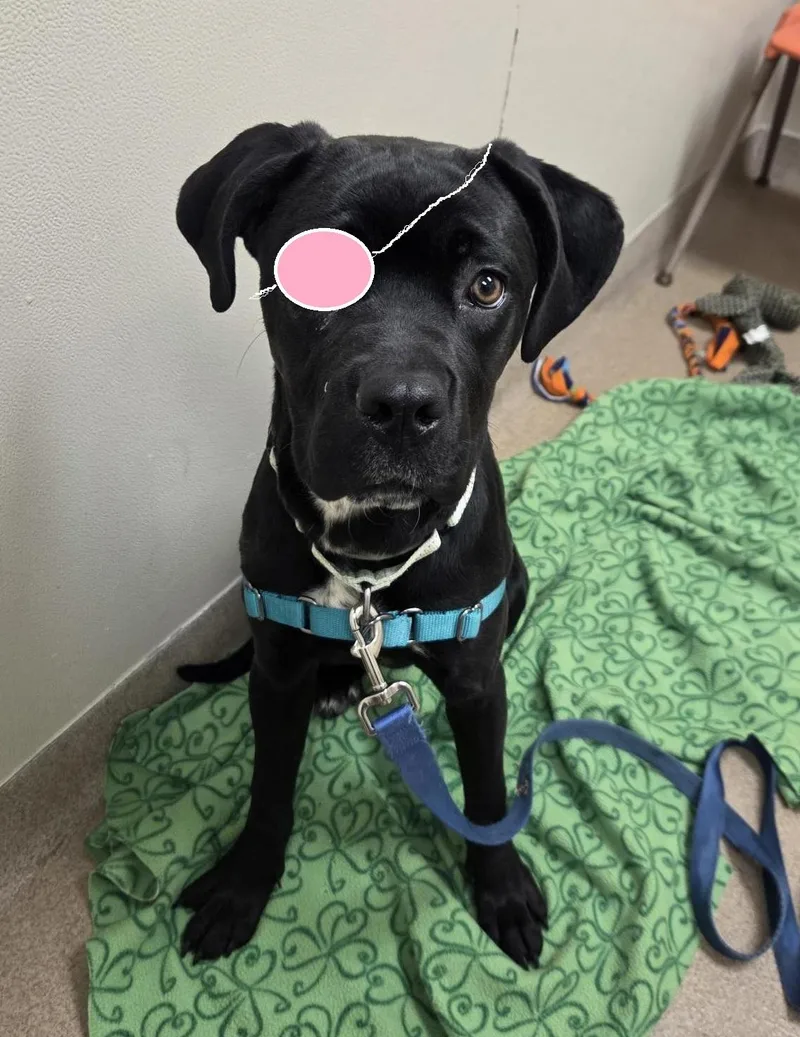 Jolenea Gentle  Loving thumbnail 4